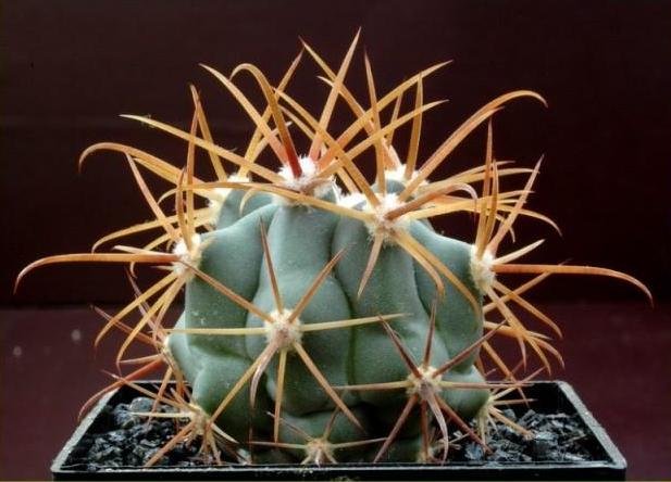 Ferocactus_grandiflorus